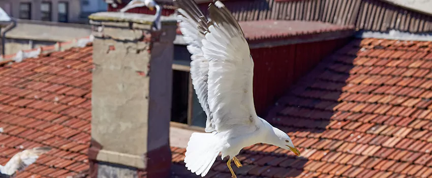 Residential Chimney Animal Removal Solution in Painesville, OH