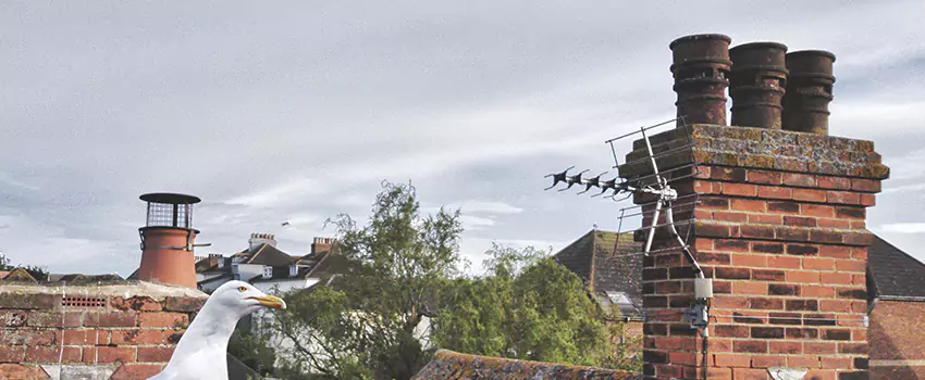 Chimney Cleaning And Restoration in Painesville, Ohio